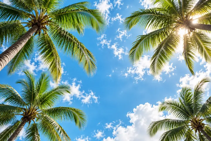 从下方向上看棕榈树叶与清透天空的横版电脑壁纸